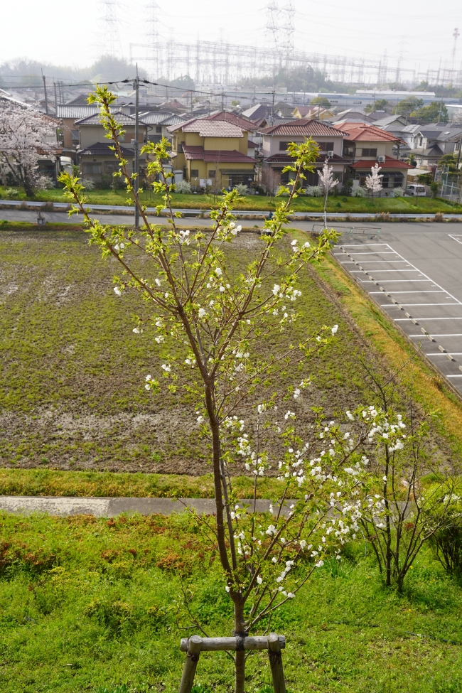 サクラ咲いた